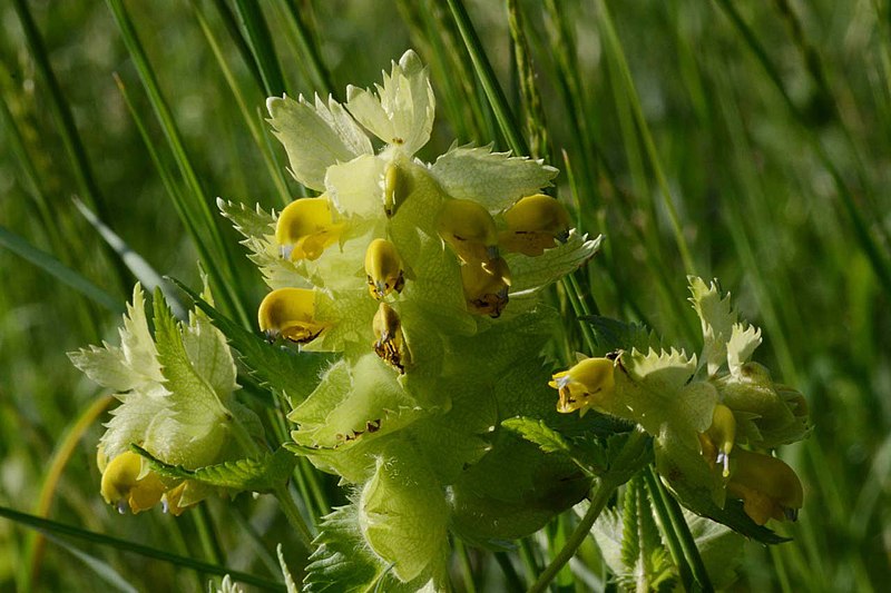 File:Rhinanthus alectorolophus (7371238268).jpg