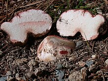 A truffle from a Rhizopogon, one of the ascomycetes. Rhizopogon rubescens.jpg