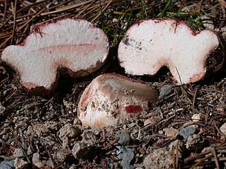 Rhizopogon truffle. Rhizopogon rubescens.jpg