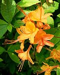 Thumbnail for File:Rhododendron calendulaceum.jpg