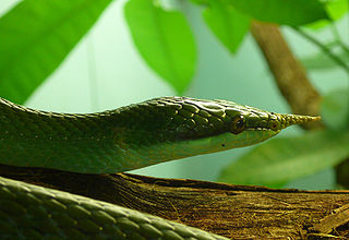 Rhinoceros ratsnake Species of snake