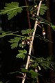 Ribes divaricatum 5395.JPG