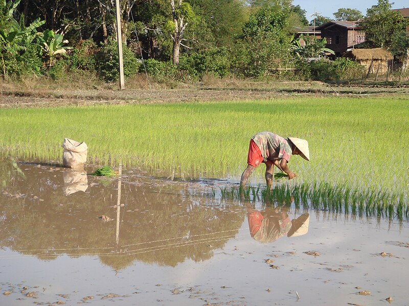 File:Rice planting near Champasak (Laos).jpg