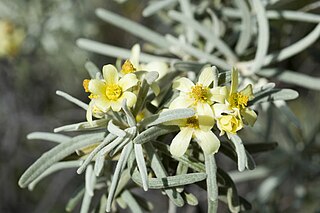 <i>Ricinocarpos velutinus</i> Species of shrub