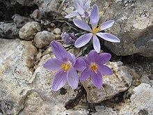 Romulea columnae on Mallorca Romulea columnae Mallorca.jpg