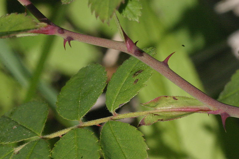 File:Rosa arvensis (Liege-Rose) IMG 24828.JPG