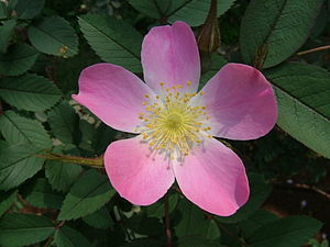 Rosa glauca