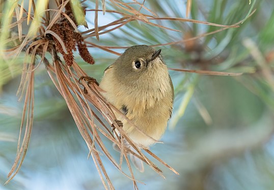 Ruby-crowned kinglet in the Quogue Village Wetlands Preserve