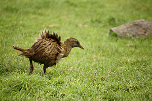 Chatham Islands