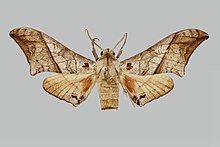 Rufoclanis maccleeryi BMNHE270874 кобель up.jpg