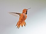 Thumbnail for File:Rufous Hummingbird 5015a.jpg
