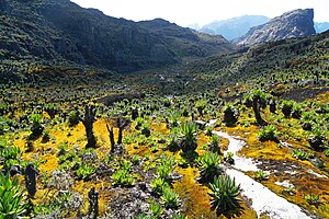 Landschaft im Ruwenzori-Gebirge