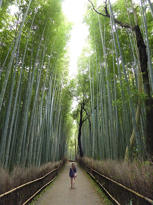 Image: Sagaogurayama Tabuchiyamacho, Ukyo Ward, Kyoto, Kyoto Prefecture 616 8394, Japan   panoramio