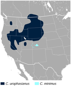 Sage and Gunnison Grouse Centrocercus urophasianus and minimus distribution map.png