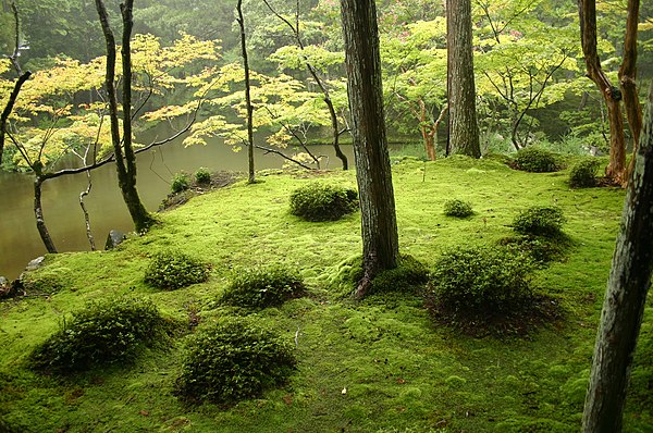 A moss garden at the Saihō-ji temple in Kyoto, started in 1339.