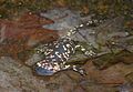 Salamandre dans le parc du Fontelo