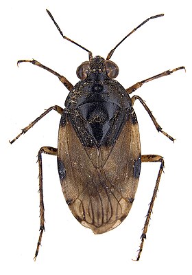 Saldula arenicola, Habitus, specimen in Zoological State Collection Munich