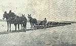 Hauling a train by mules