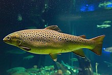 Salmo trutta Ozeaneum Stralsund HBP 2010-07-02.jpg