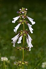 Lyrsalvia Salvia lyrata