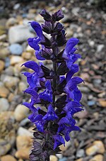 Salvia × superba üçün miniatür