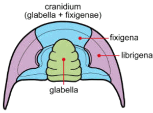 Trilobita: Anatomie, Développement, Écologie