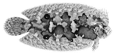 Samariscus corallinus, un Samaridae