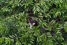 Sandakan Sabah Giant-Squirrel-in-RDC-02.jpg
