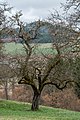 English: Apple tree at the meadow orchard Deutsch: Apfelbaum in der Streuobstwiese