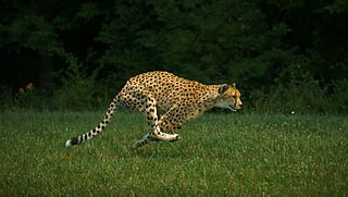 <span class="mw-page-title-main">Sarah (cheetah)</span>