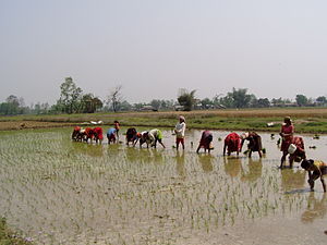 नेपालमा कृषि