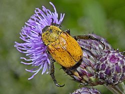 Scarabaeidae - Hoplia argentea (زن) .JPG