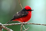 Thumbnail for Scarlet flycatcher