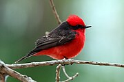 Vermilion flycatcher (Pyrocephalus rubinus) male 2.JPG