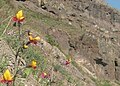 Schizanthus grahamii Chile - Valle Nevado Lo Barnechea