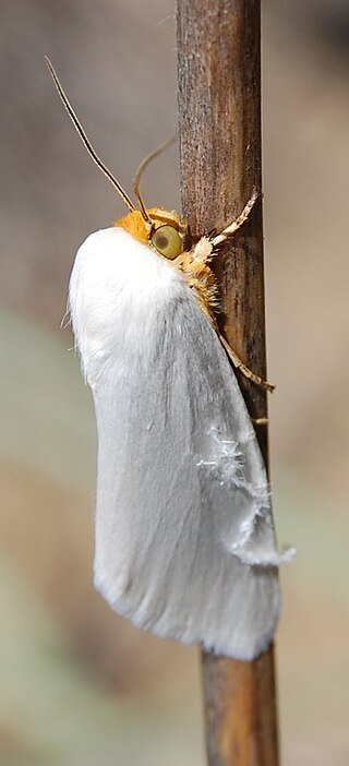 <i>Schinia bimatris</i> Species of moth