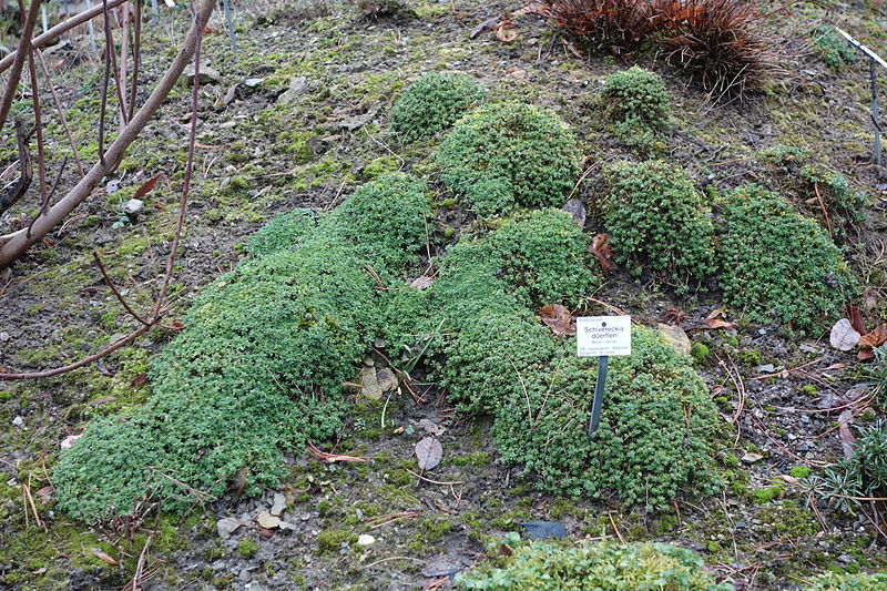 File:Schivereckia doerfleri - Botanischer Garten, Dresden, Germany - DSC08665.JPG