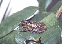 Foto katak kecil