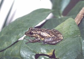 Afbeeldingsbeschrijving Scinax crospedospilus.jpg.