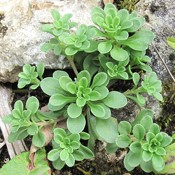 File:Sedum cepaea plant (03).jpg