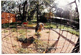 Sekretär Zoologischer Garten Berlin - Wildlife ^ Zoo Photography - panoramio.jpg