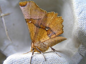 Selenia lunularia FvL.jpg