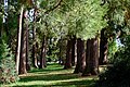 * Nomination Redwood in Wilhelma Zoo --Dktue 09:56, 9 October 2018 (UTC) * Decline  Oppose Blurred branches in foreground just ruins it for me --Daniel Case 17:53, 16 October 2018 (UTC)