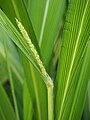 Setaria palmifolia, Włośnica palmolistna, 2020-10-03