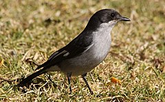 ♀ Melaenornis silens