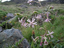 Silene nutaens Nickendes Leimkraut. 
 JPG