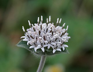 <i>Lagascea</i> Genus of flowering plants