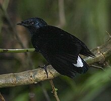 Der Vogel aus Fidschi, der den Namen des Teams inspirierte