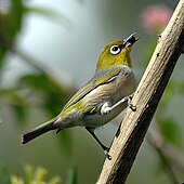 The silvereye is one of several species of birds that have introduced themselves to New Zealand in the wake of human settlement. Silvereye3.jpg