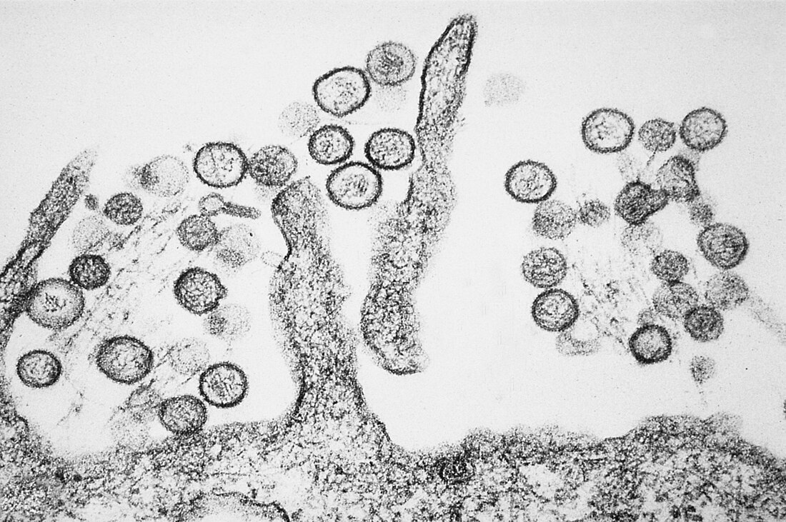 Orthohantavirus